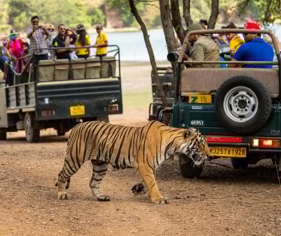 Sightseeing Tours